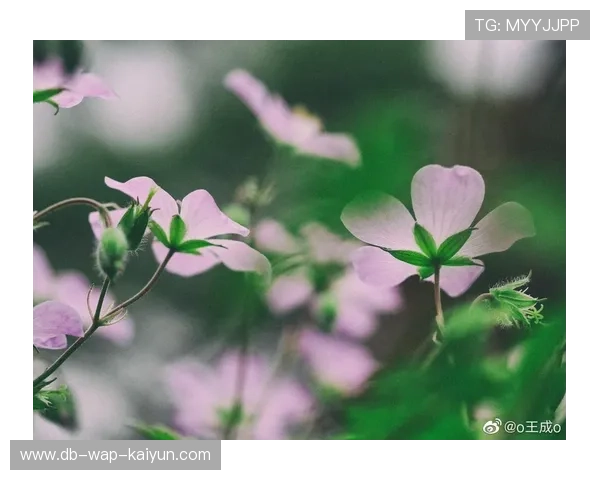 落败中的希望：败者也有赢的理由！，落败的唯美完美解释